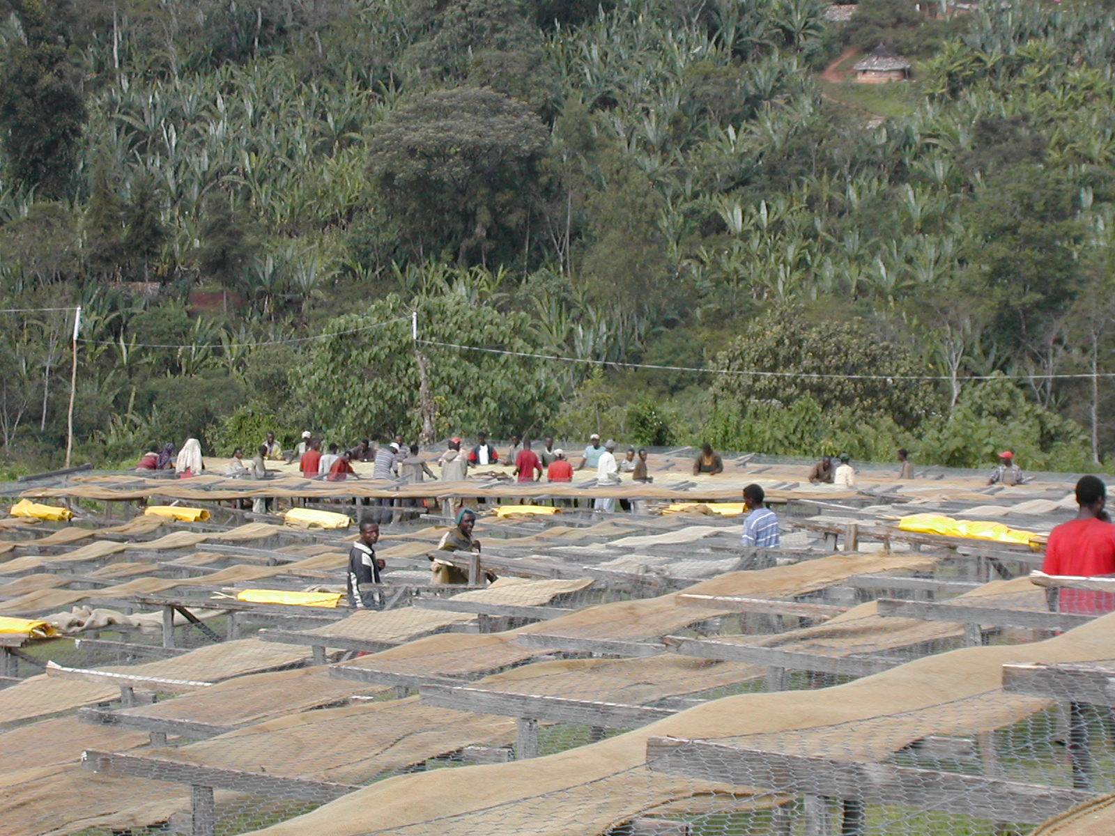 drying trestles - Kilenso Rasa